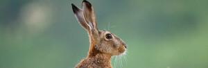 Oreilles du lapin : tout ce qu'il faut savoir à leur sujet !