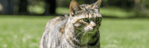 Le chat American Bobtail