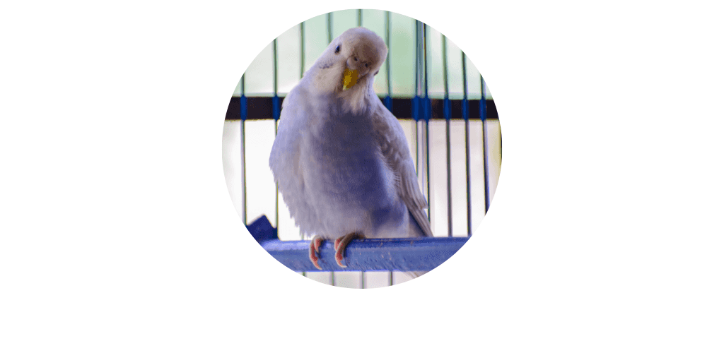 Perchoirs pour oiseaux