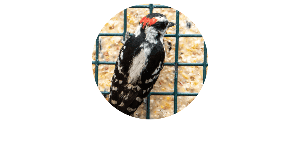 Abreuvoirs et mangeoires pour oiseaux