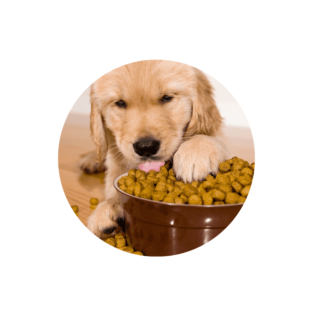 Nourriture pour chiot