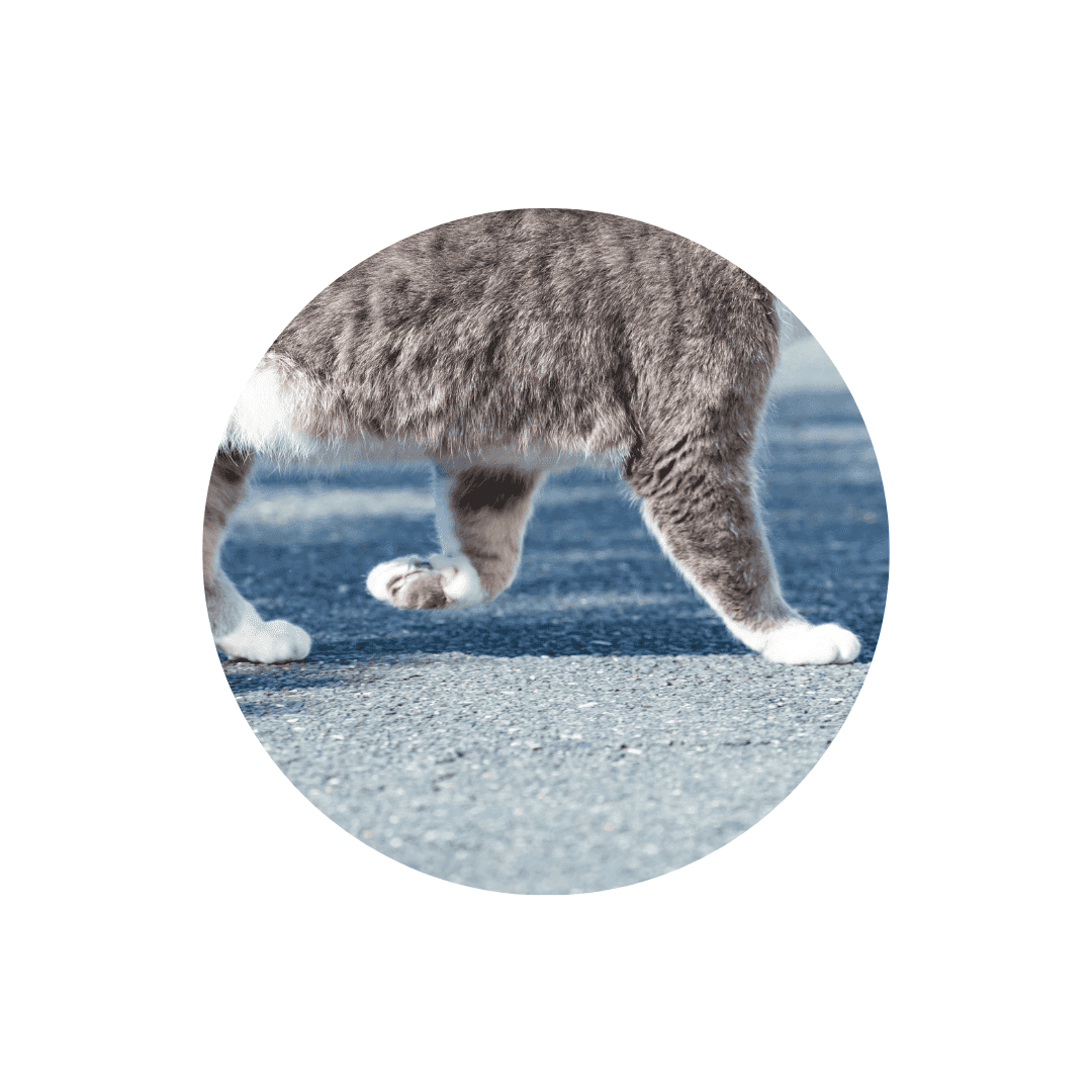 Problèmes articulaires du chat