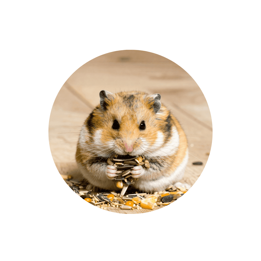 Nourriture pour hamster