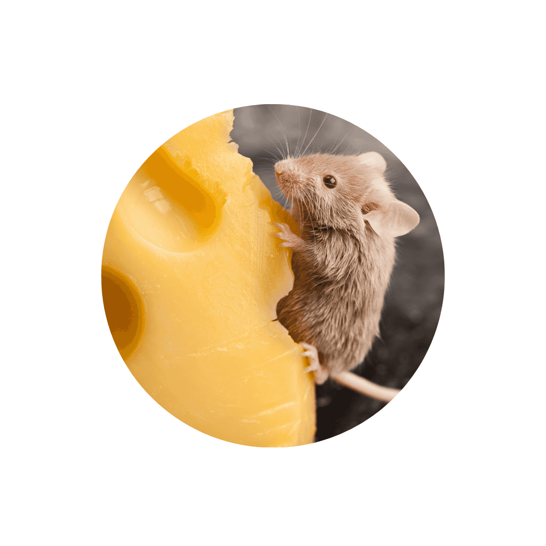 Nourriture pour souris