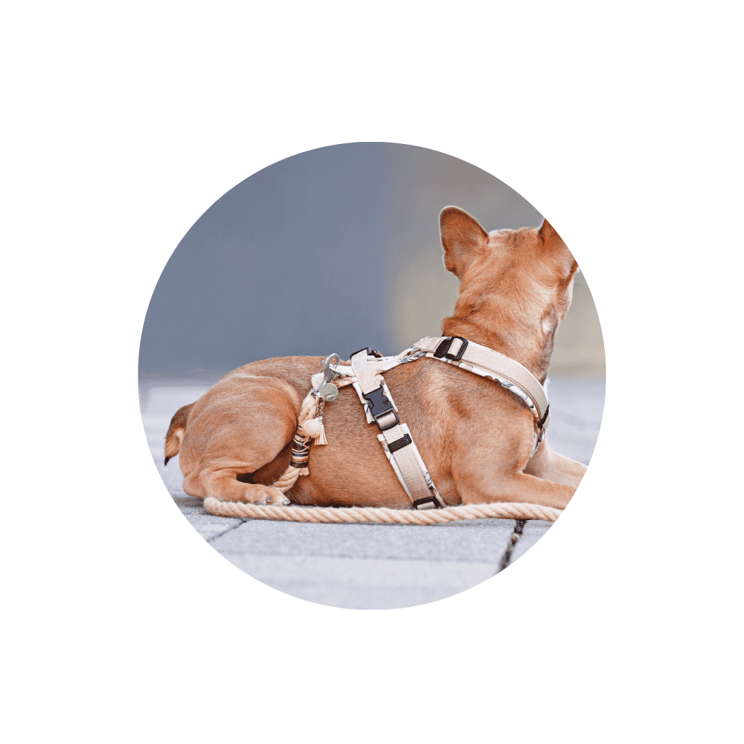 Harnais pour chien