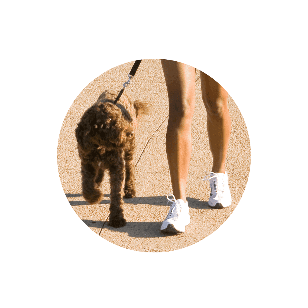 Harnais promenade et jogging