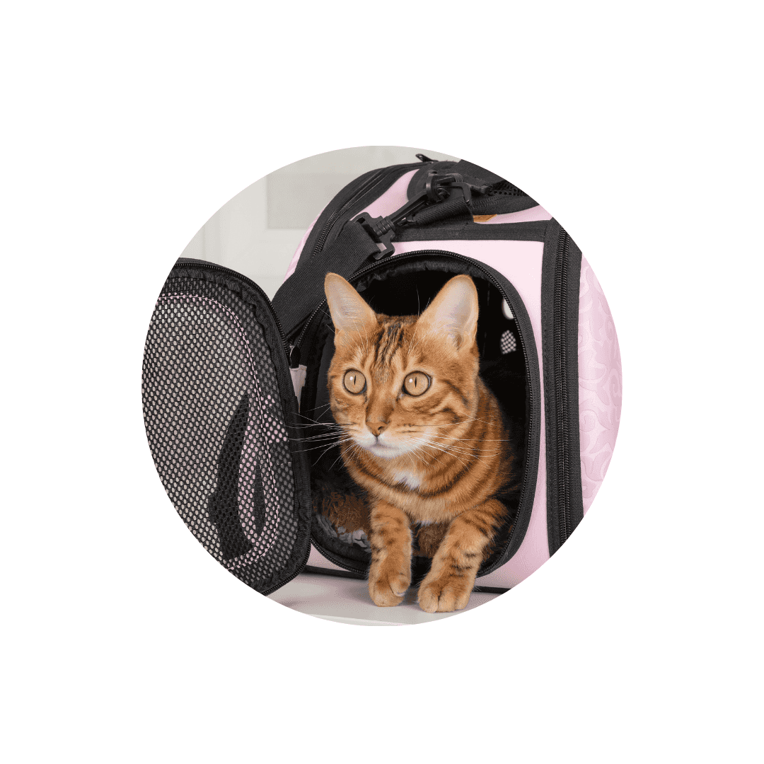 Sacs de transport pour chat