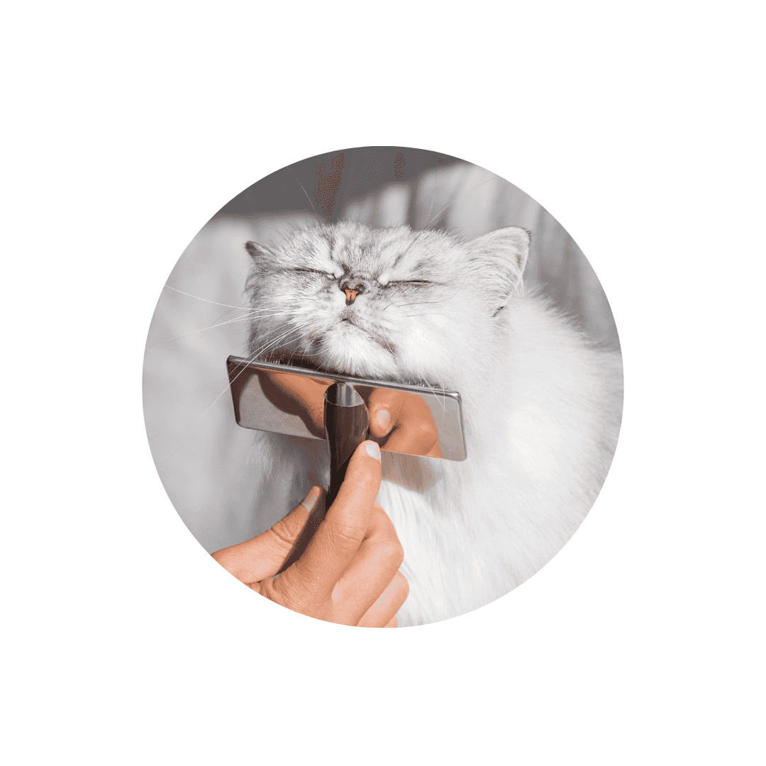 Brosse pour chat