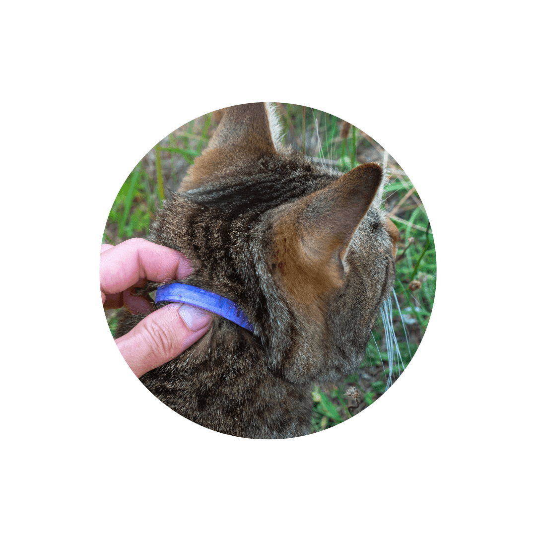 Colliers anti-puce pour chat