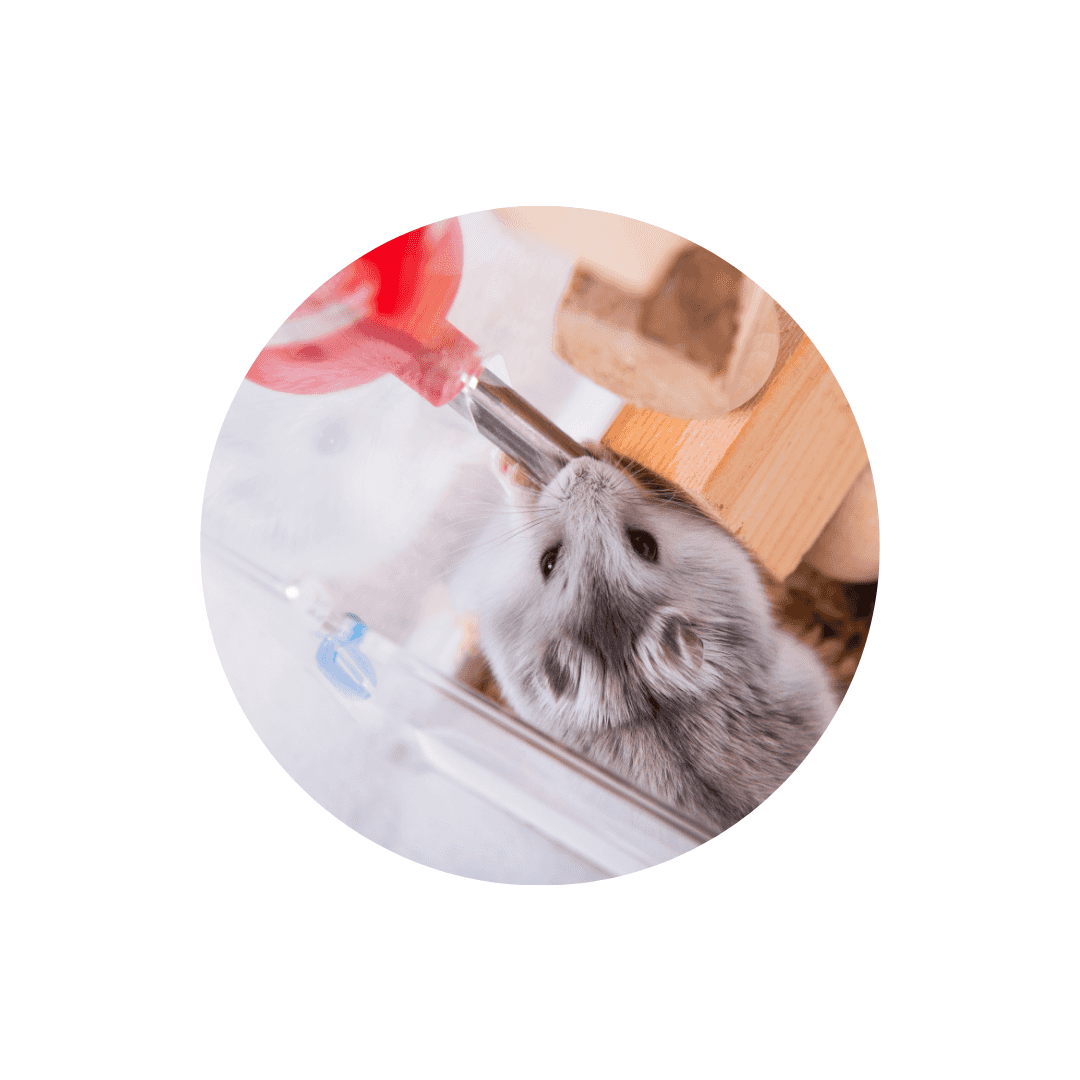 Biberons et mangeoires pour hamster