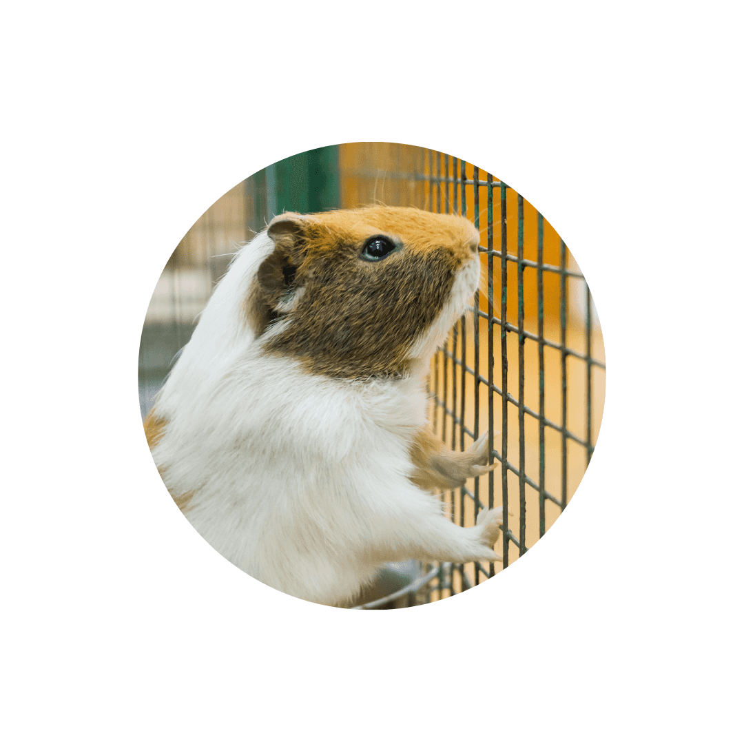 Habitat du cochon d'Inde et cobaye