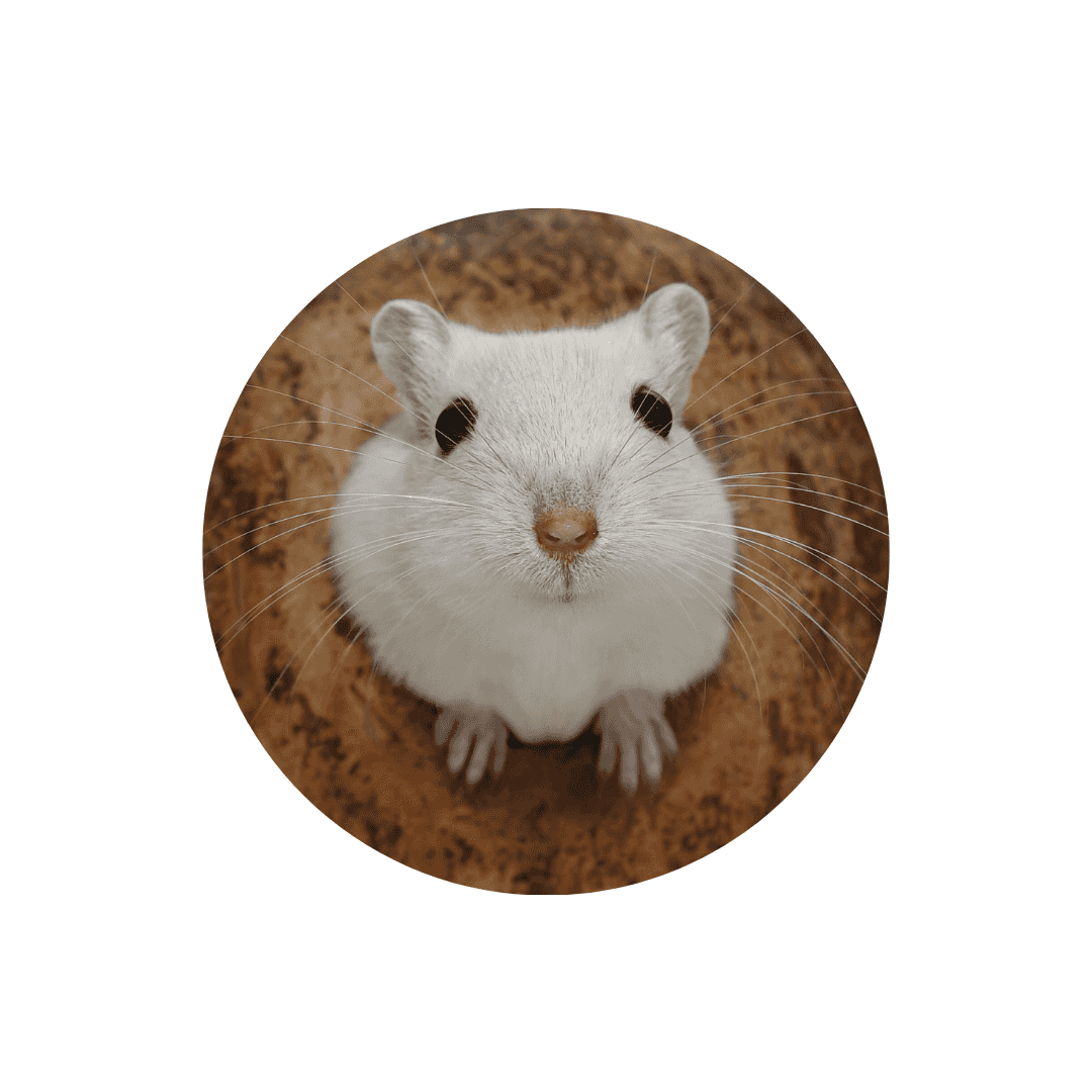 Habitat de la gerbille