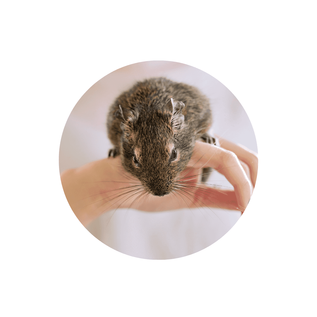 Soins et hygiène de l'octodon