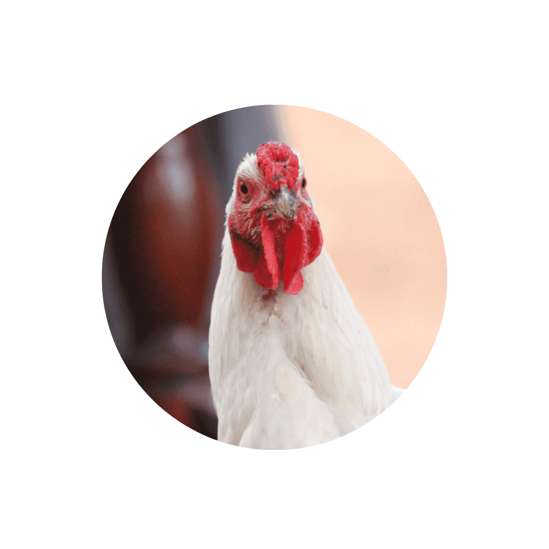 Compléments alimentaires et friandises