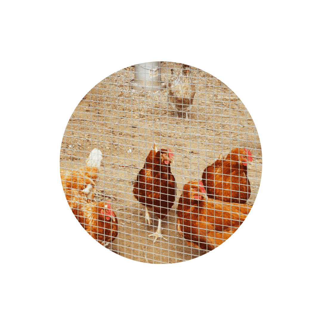 Soins et litières pour animaux d'élevage et basse cour