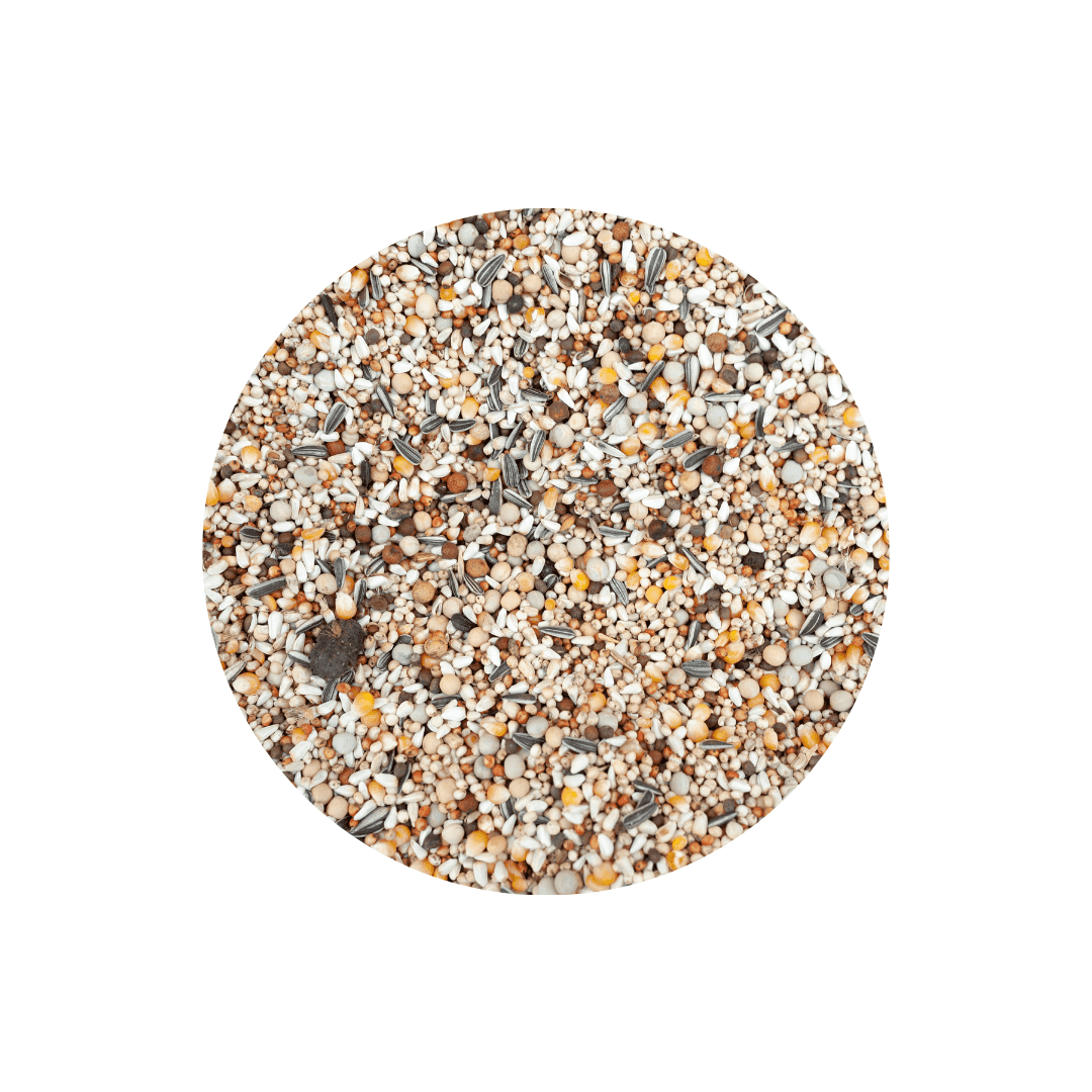 Graines pour oiseaux