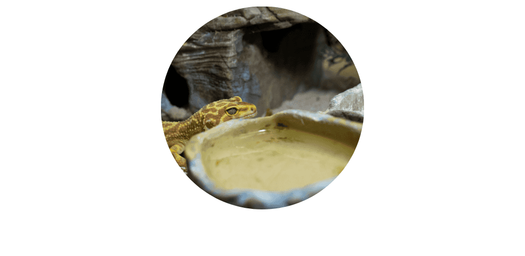 Mangeoires et abreuvoirs pour reptiles