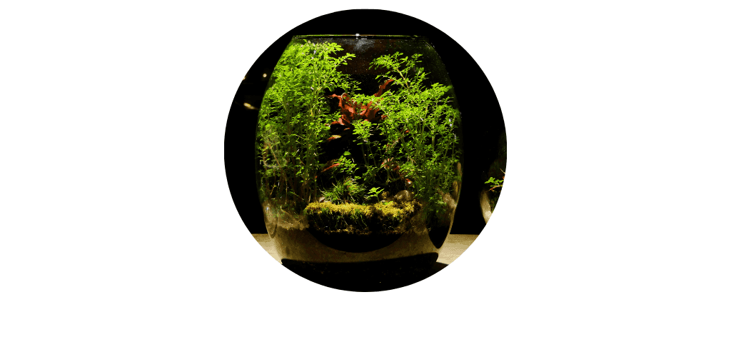 Plantes pour terrarium et entretien des plantes