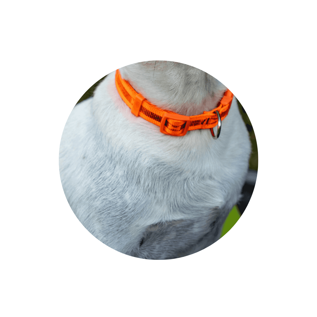 Colliers pour chien