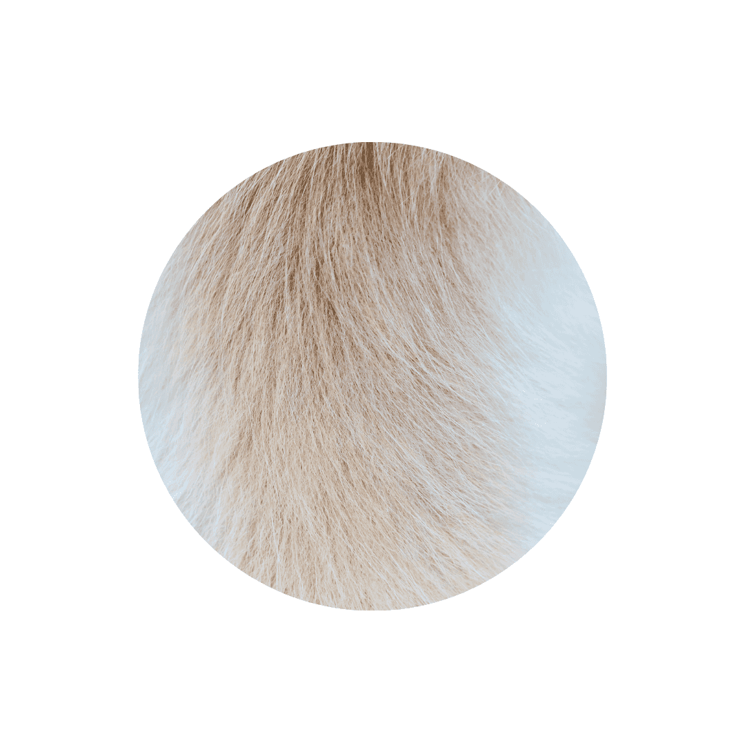 Soins de la peau et du pelage du chien