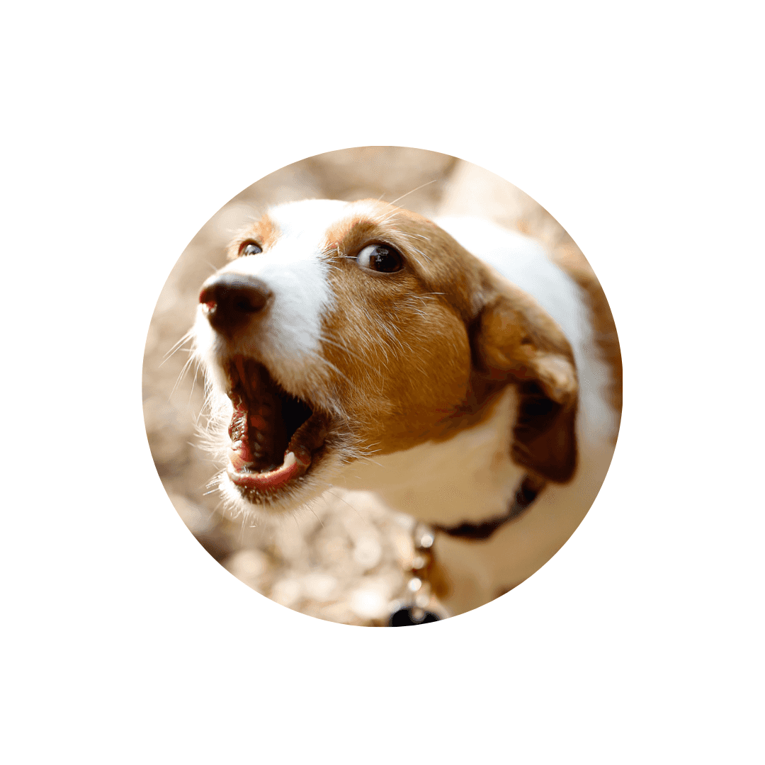 Colliers anti aboiement pour chien