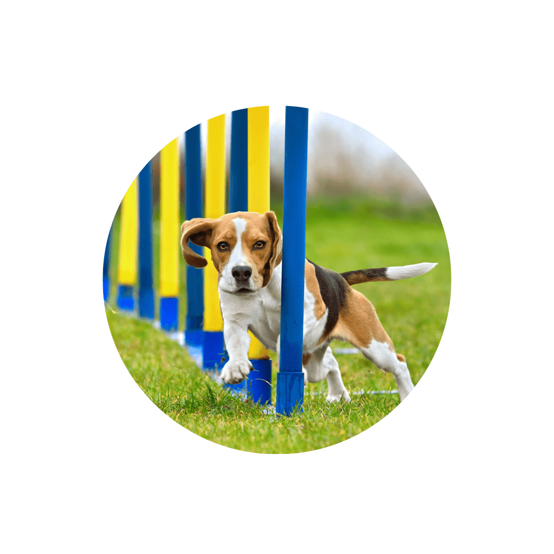 Obstacles de dressage