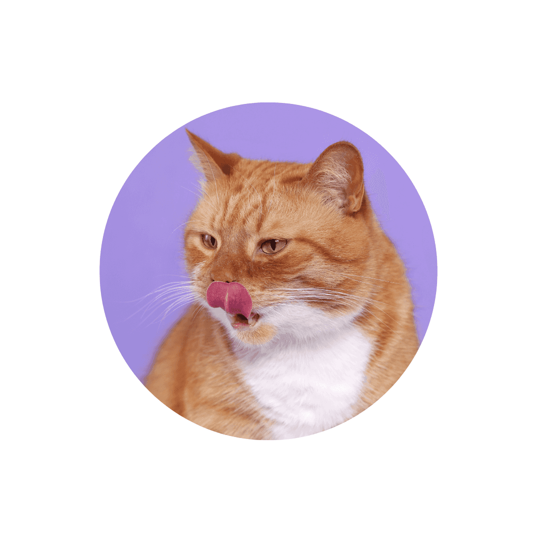 Écuelles de voyage pour chat