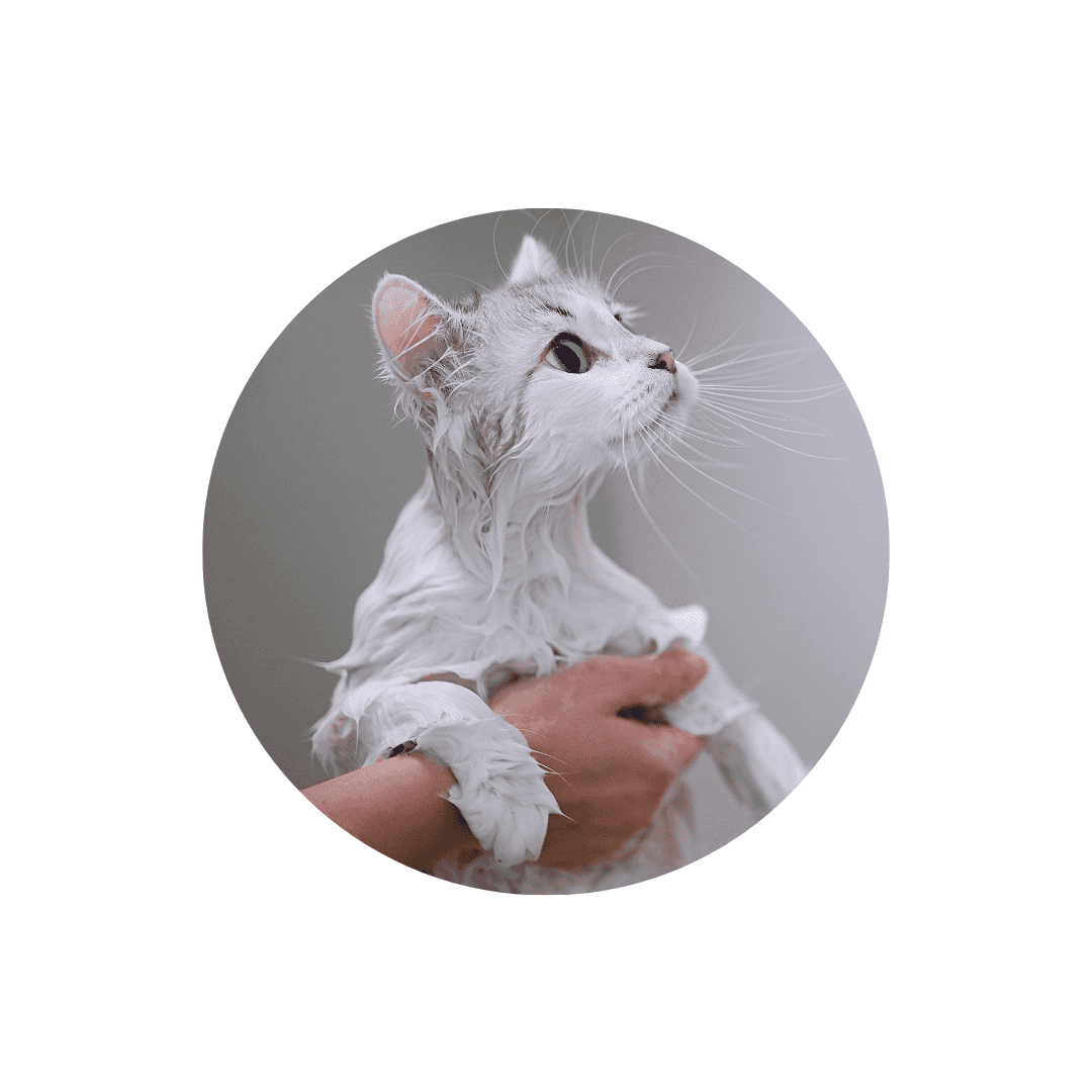 Shampoing pour chat et parfum