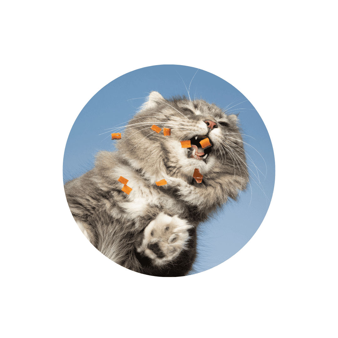 Gamelle anti glouton pour chat