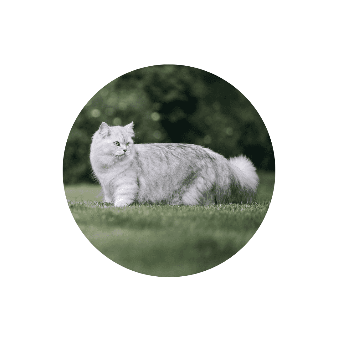 Colliers anti-fugue électrique pour chat