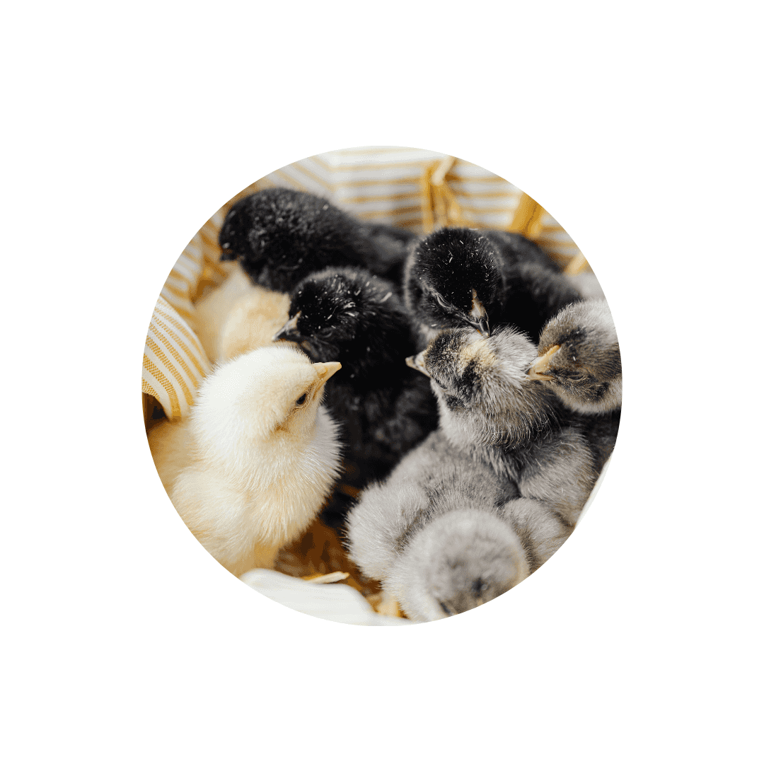 Nourriture pour poussin