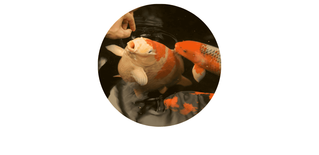 Nourriture pour poissons de bassins