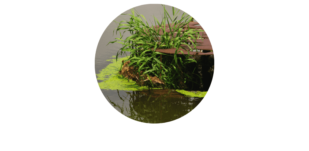 Filtration bassin de jardin
