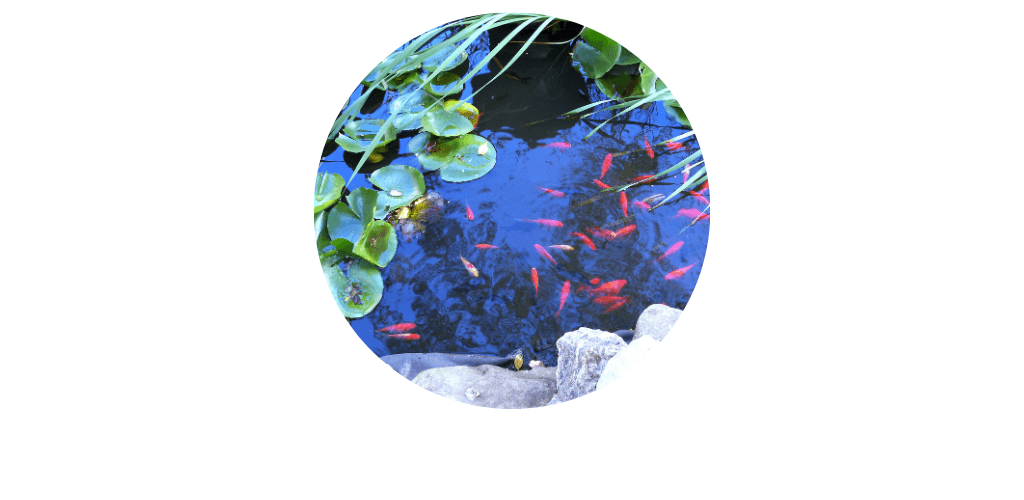 Accessoires pour bassin de jardin