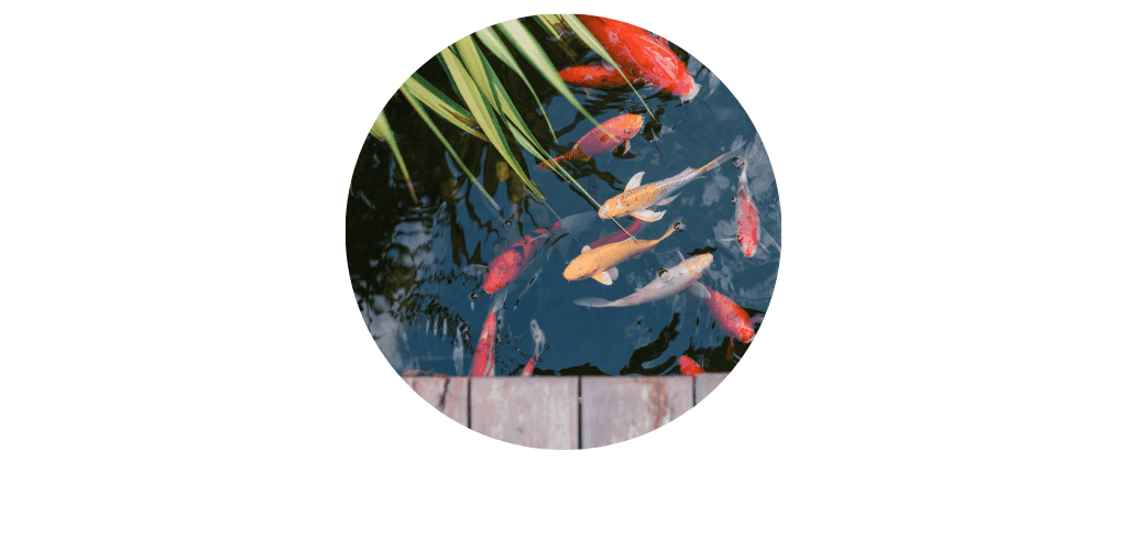 Hivernage du bassin