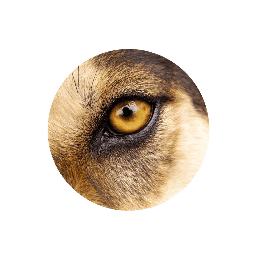 Soins des yeux du chien