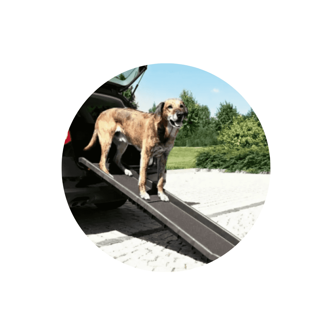 Rampes pour chien