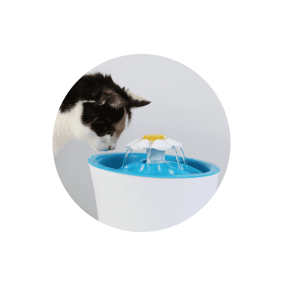 Fontaine à eau pour chat