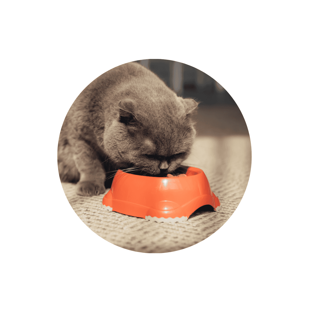 Tapis pour gamelle du chat