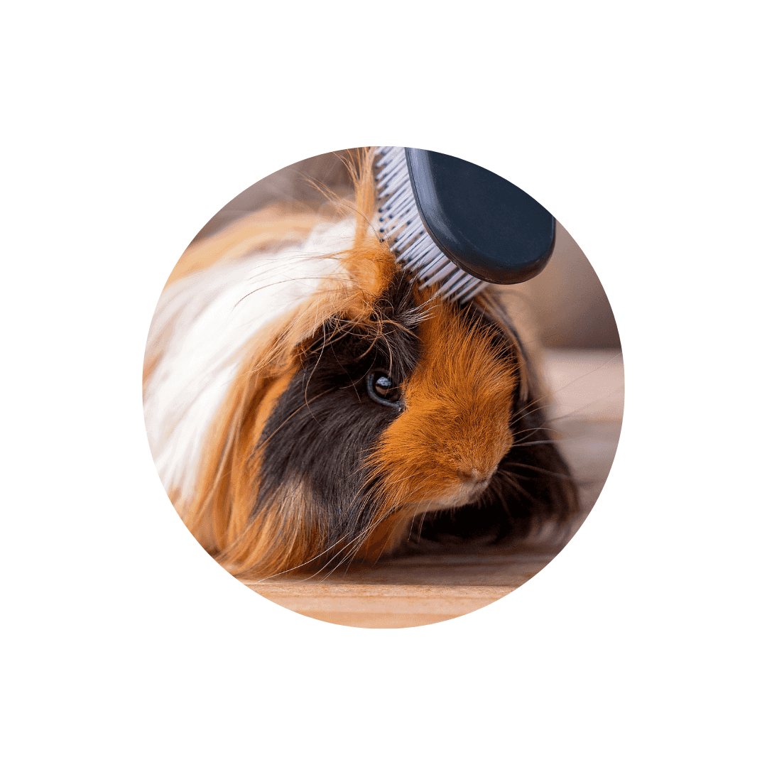 Hygiène et soins du cochon d'Inde et cobaye