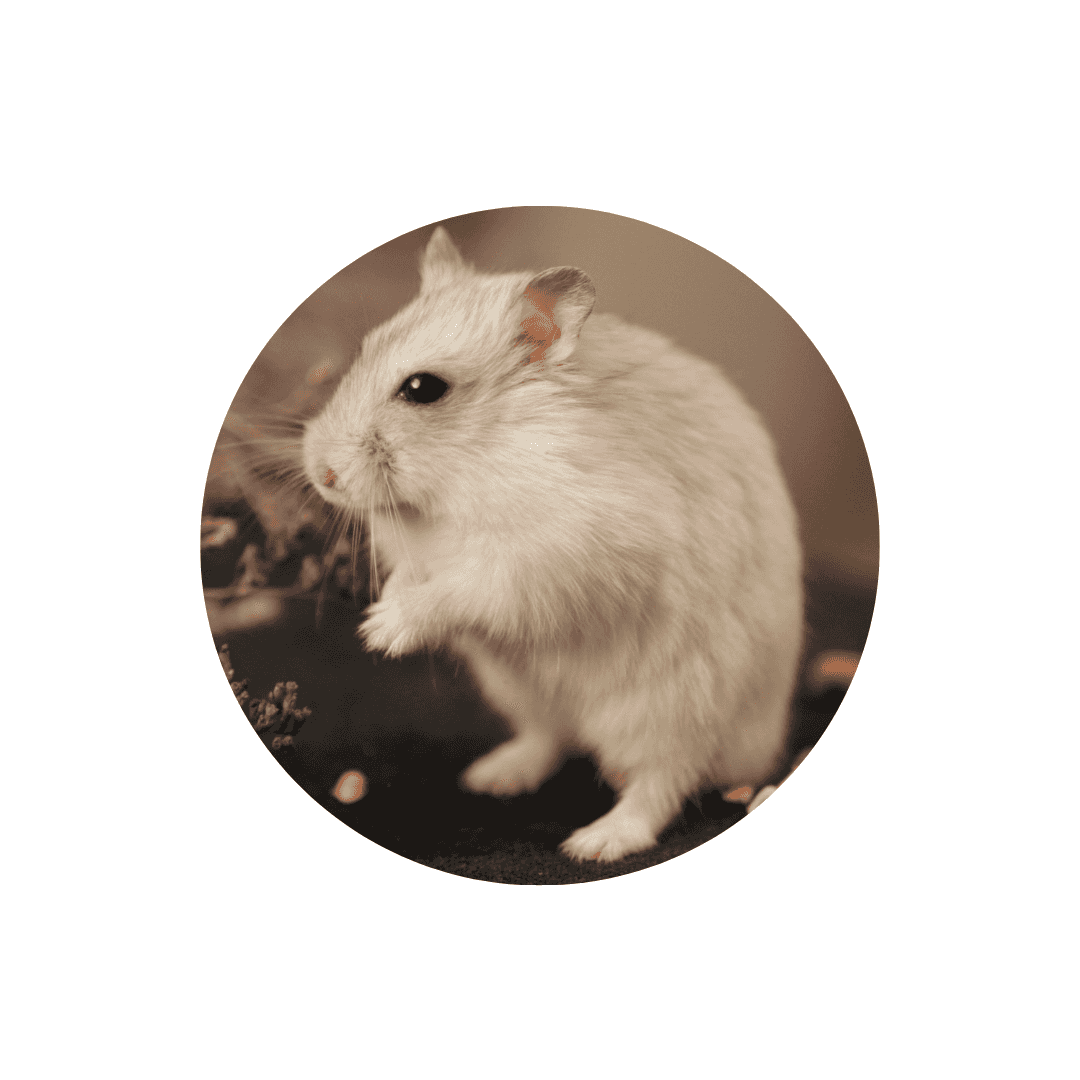 Soins et hygiène de la souris