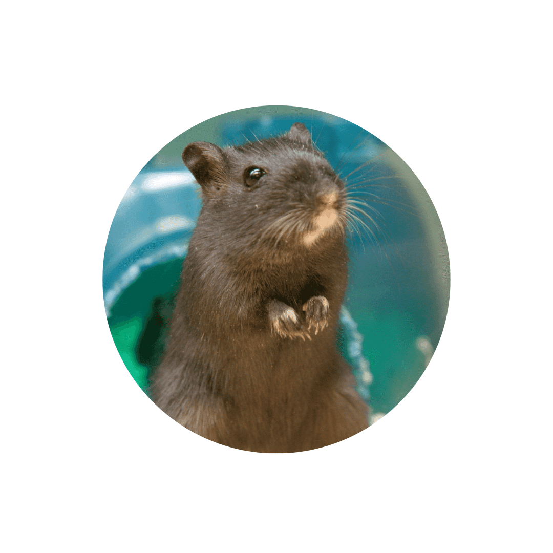 Compléments alimentaires pour gerbille