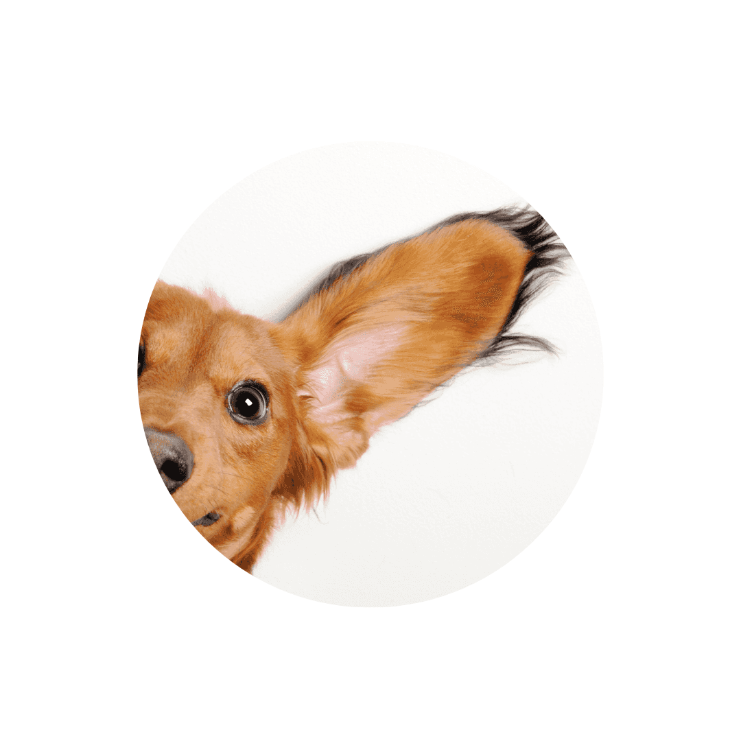 Soins des oreilles du chien