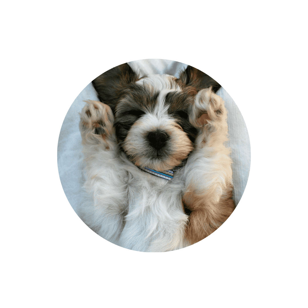 Paniers et coussins chiot