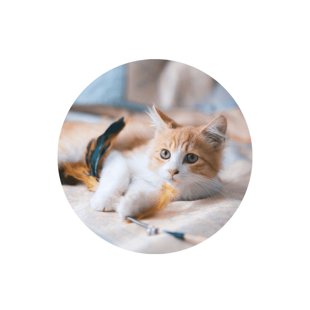 Jouets à plumes pour chat