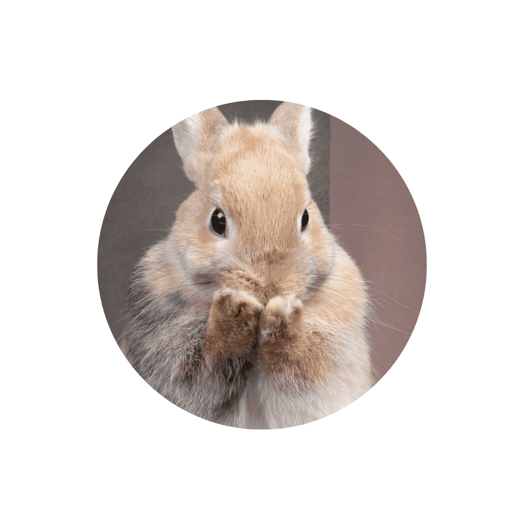 Friandises pour lapin