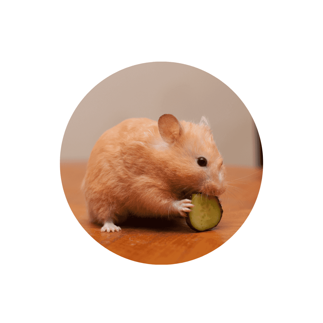 Friandises pour hamster