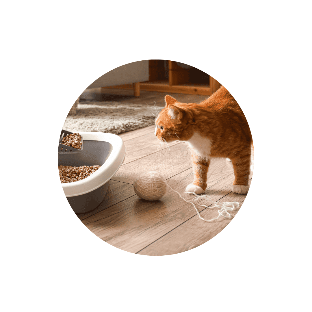 Compléments alimentaires contre le trouble urinaire du chat