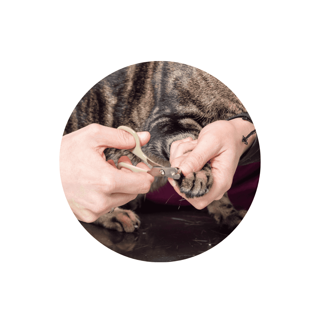 Coupe griffe et coupe ongle pour chat