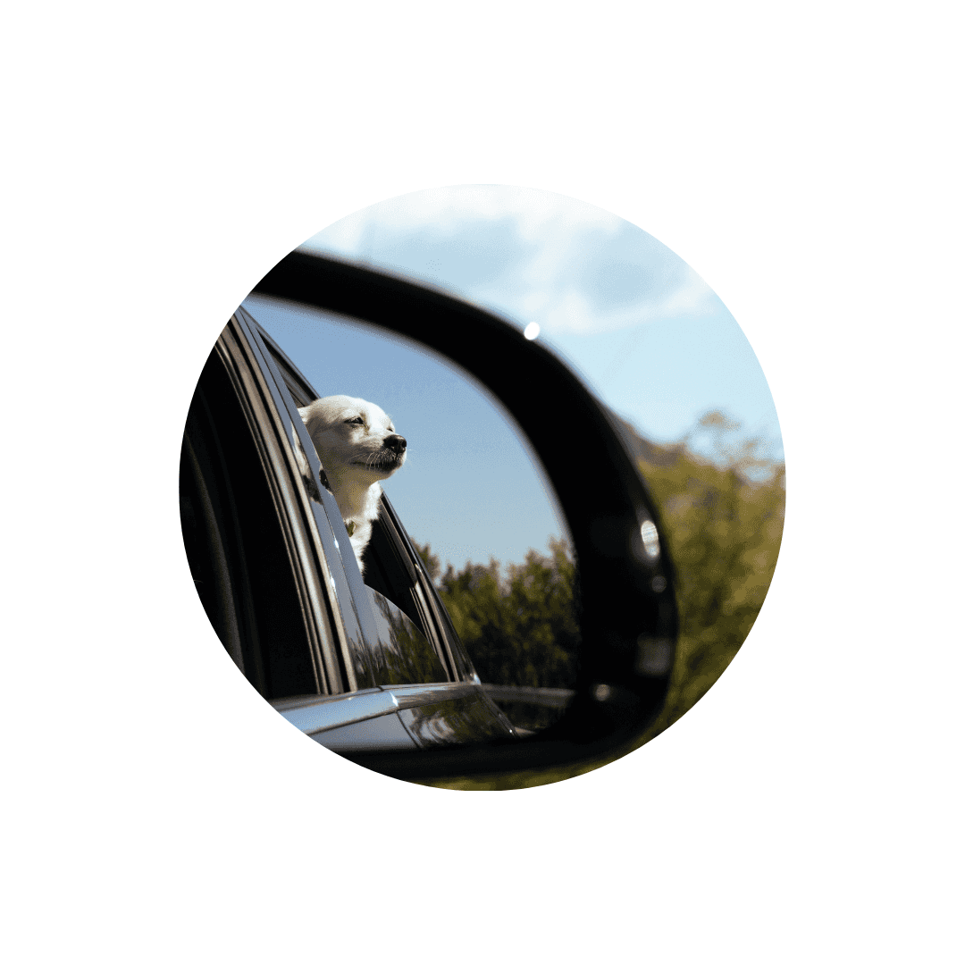 Accessoires de voiture pour chien